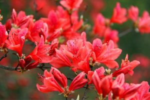 济南花卉租赁：初春养花要注意，别熬过冬天，倒在了春天！