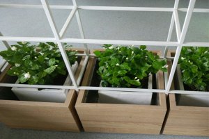 济南绿植租摆在办公室中应用植物种类选择与注意事项