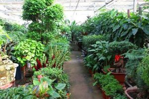 济南绿植租赁厂家详解盆栽植物的种植要点