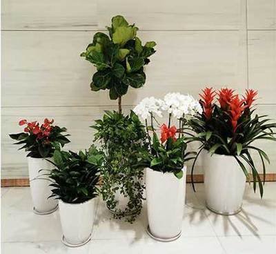 济南花卉租赁——让您的生活充满自然之美