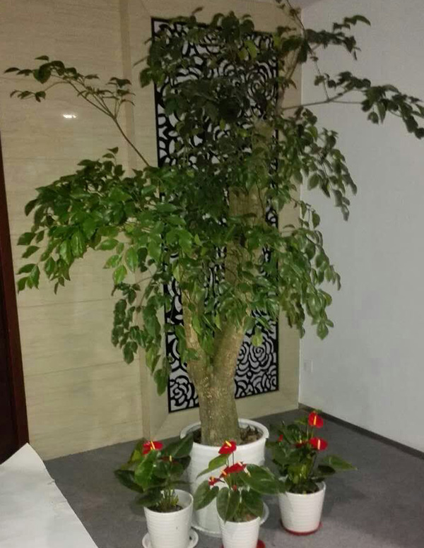 济南花卉租赁厂家：幸福树的基本知识