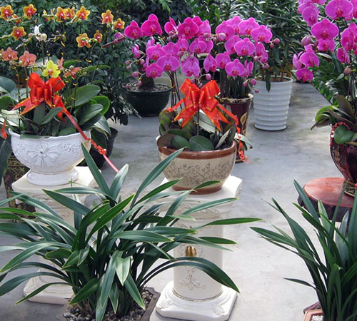 济南花卉租赁公司：种植白玉兰花的方法