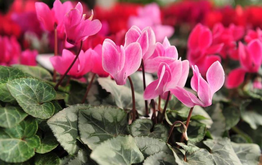 济南花卉租赁为你推选冬季租摆的花卉品种