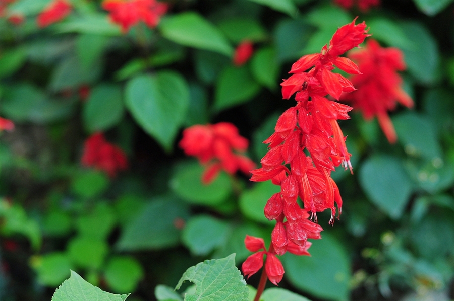 济南花卉租赁推荐冬季租摆的花卉品种一串红