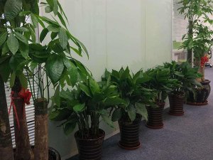 济南绿植租赁：植物施肥需要注意的几点