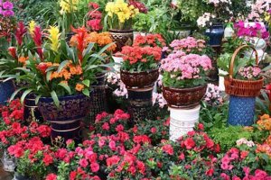 济南花卉租赁的价格标准以及室内花卉摆放的方法
