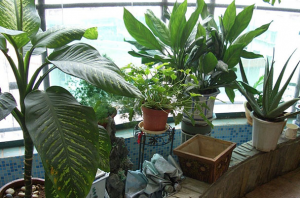 济南绿植租赁厂家详解阳台植物种植的一些关键环节