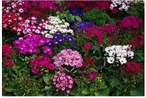 济南花卉租赁的种植方法以及养护管理的要求