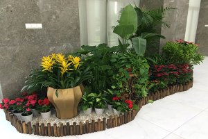 济南花卉租赁公司分享花卉受哪些外界因素影响