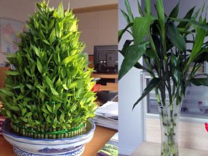 济南绿植租赁：办公室绿植的选择