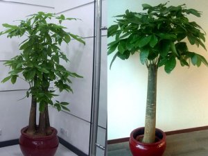 济南绿植：发财树的养殖方法