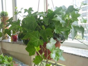 济南绿植：常春藤的养殖方法