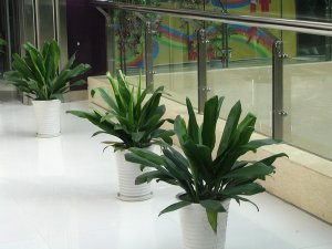 济南绿植租赁花卉租赁的植物种类选择有哪些